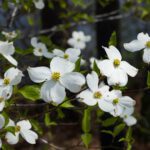 Qué es mejor la lana o el algodón - Manualidades con Lana